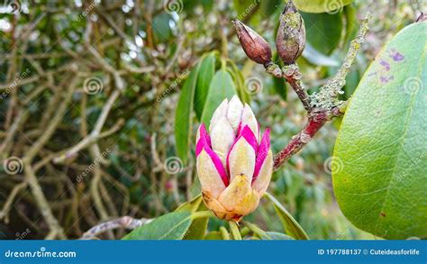 alluc magnolia|Magnoliaceae Family .